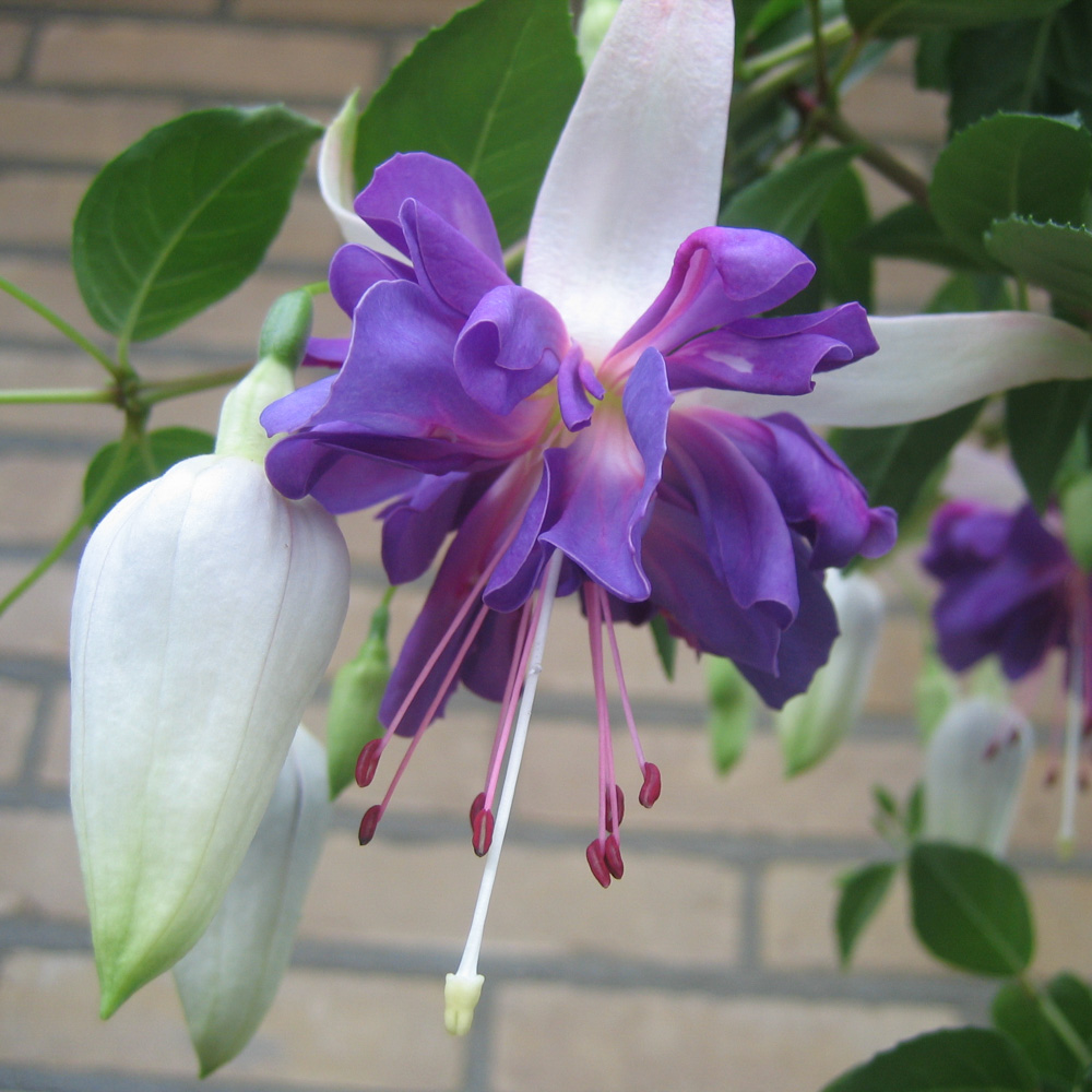 Fuchsia Blue Angel - Beekenkamp Plants