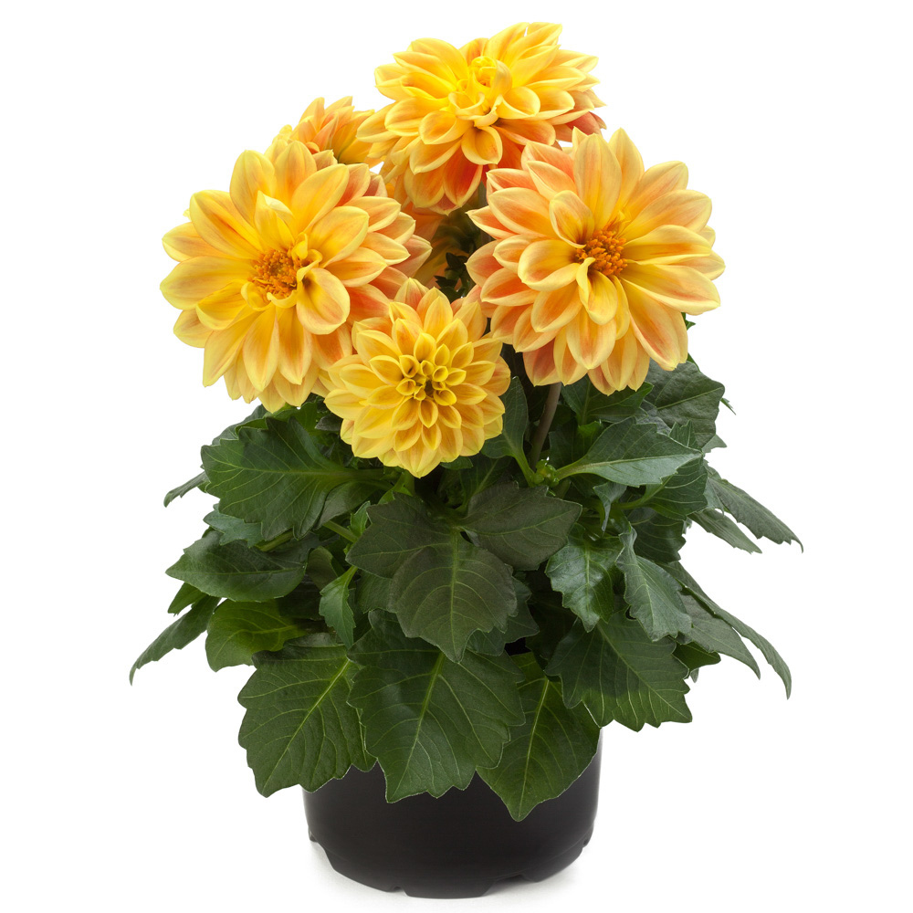 Dahlia Dahlietta Surprise® Coby℗ - Beekenkamp Plants