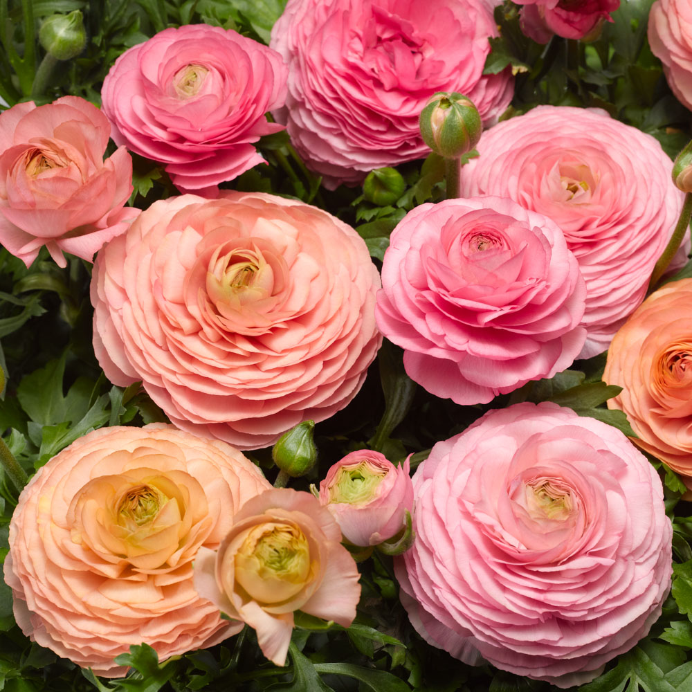 Ranunculus Magic