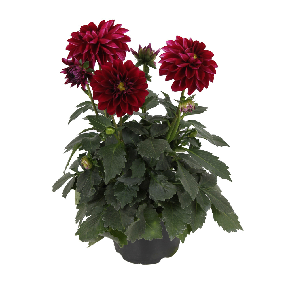 Dahlia Labella® Medio Purple℗ - Beekenkamp Plants