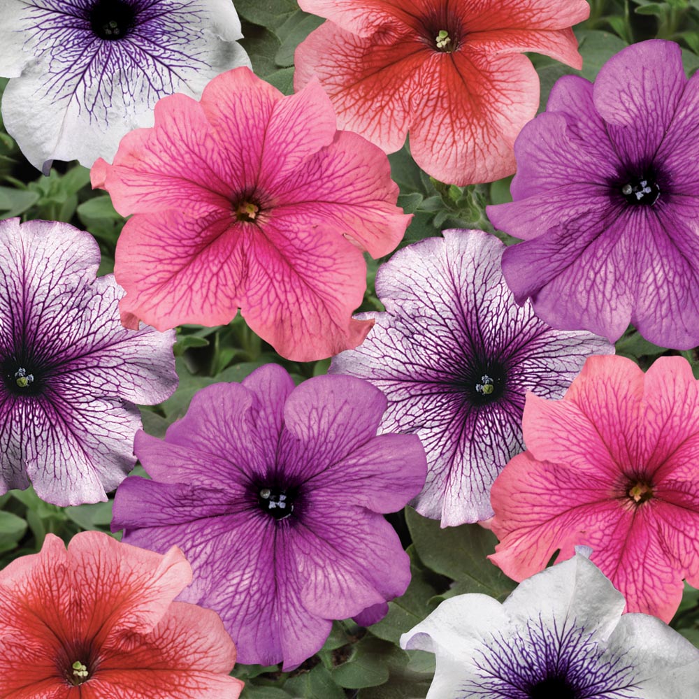 Petunia Tritunia® Mix Veined - Beekenkamp Plants