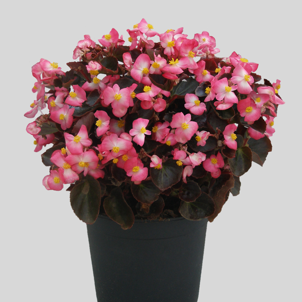 Begonia Senator IQ Rose Bicolor - Beekenkamp Plants