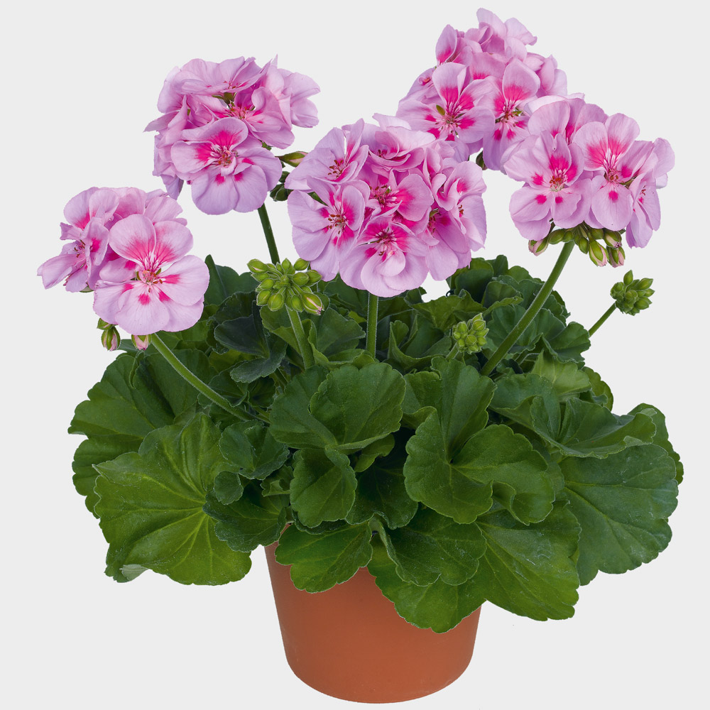 Pelargonium Quality Line Pac Ice Crystal Beekenkamp Plants