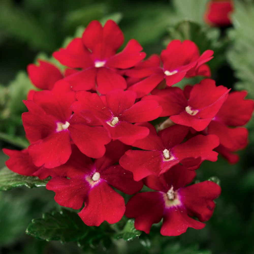 Verbena Obsession® Red - Beekenkamp Plants