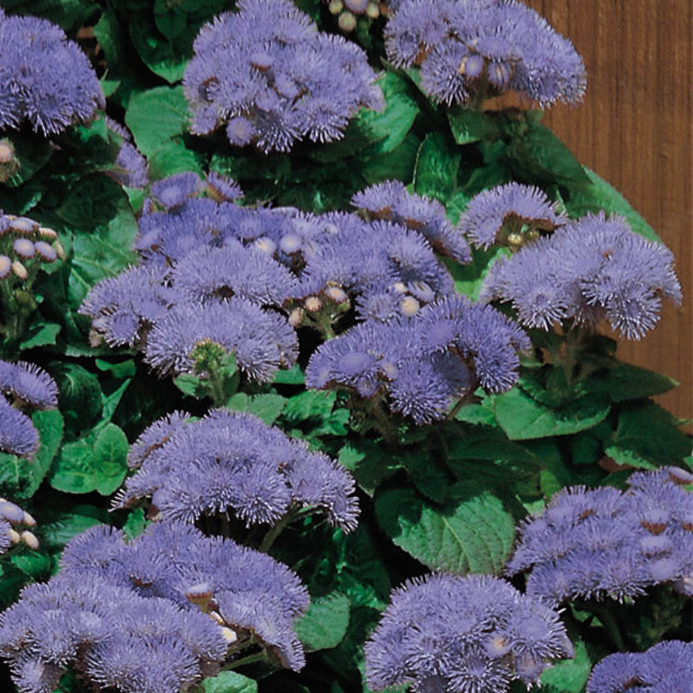 Ageratum Aloha Blue - Beekenkamp Plants