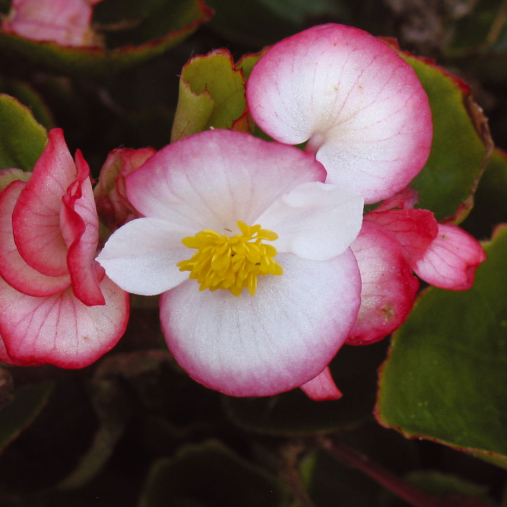 Begonia Ambassador Bicolor - Beekenkamp Plants