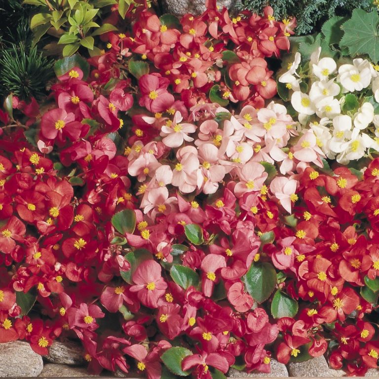 Begonia Super Olympia® Mix - Beekenkamp Plants