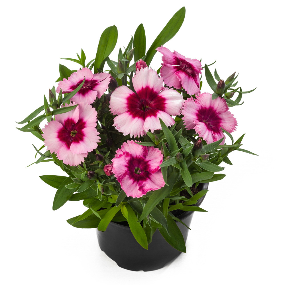 Dianthus chinensis гвоздика китайская