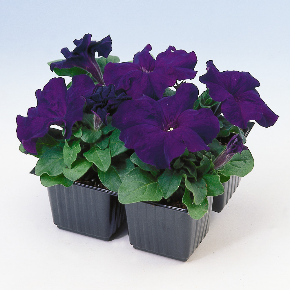 Petunia Limbo Blue Gp Beekenkamp Plants