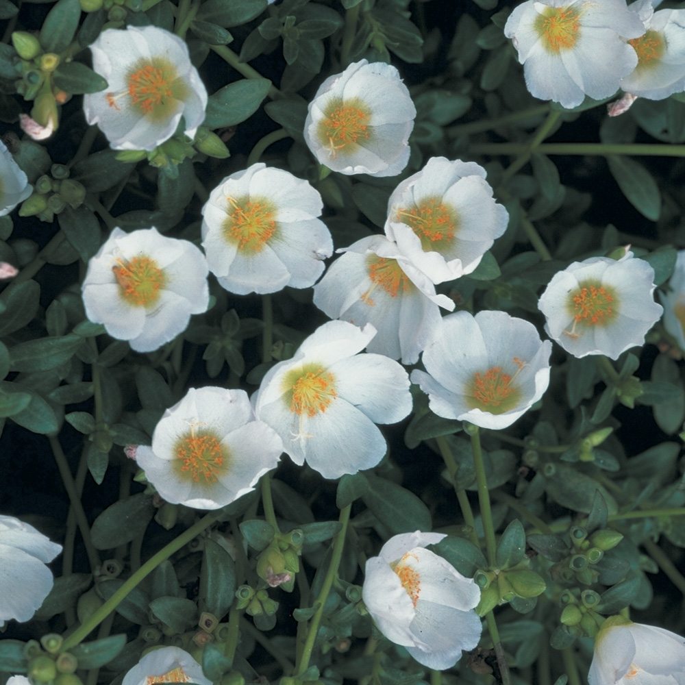 Portulaca Summerstars White - Beekenkamp Plants