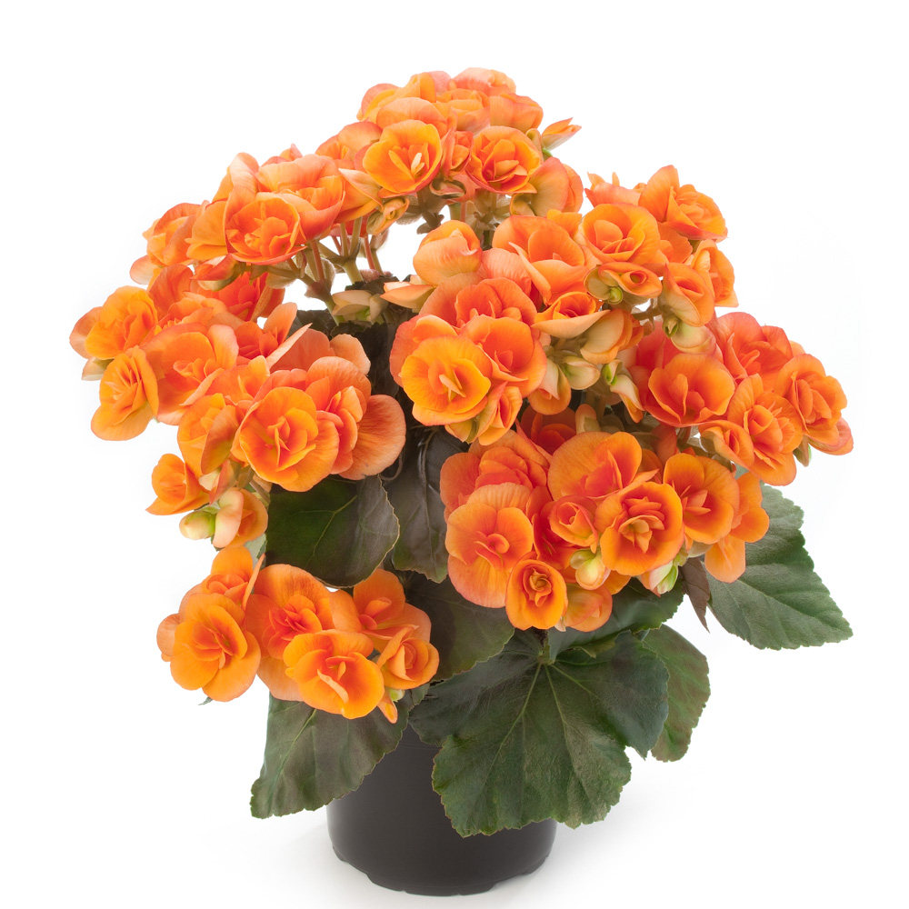 Begonia Ilona Collection Britt Dark - Beekenkamp Plants