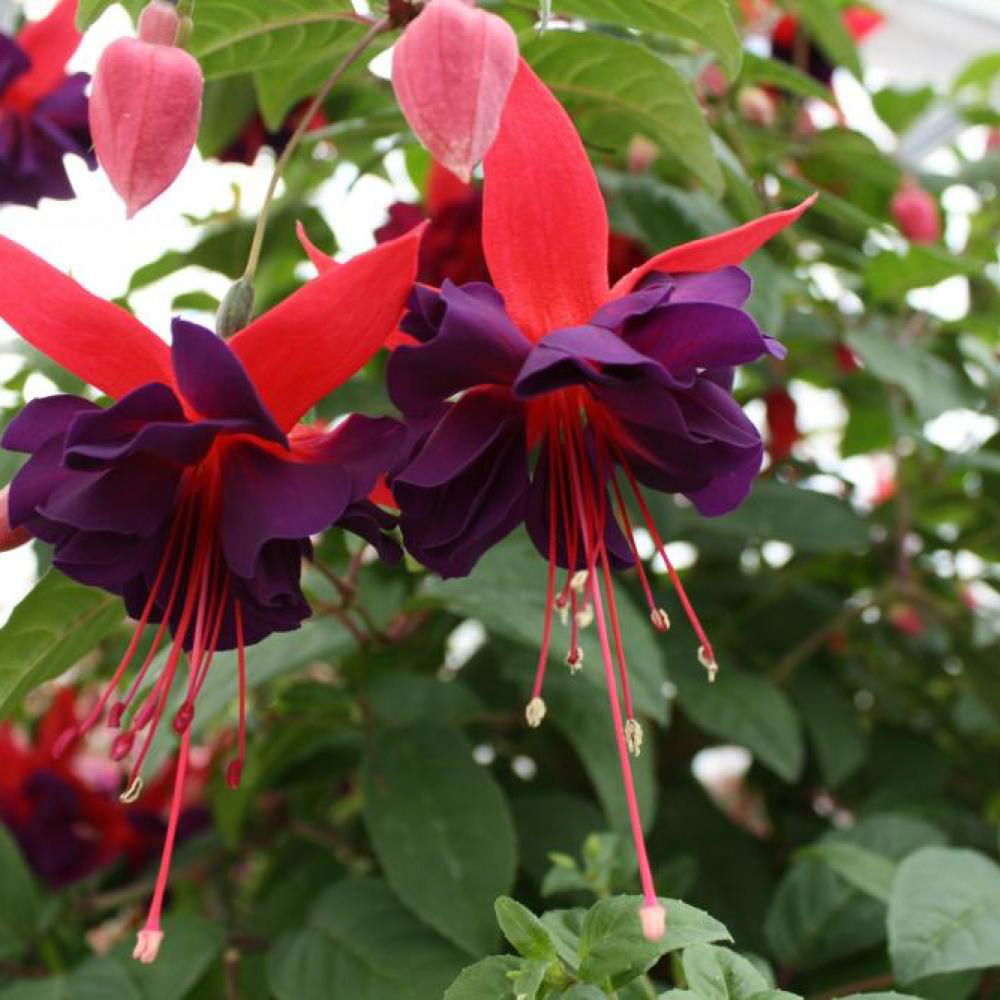 Fuchsia Maori Maid - Beekenkamp Plants