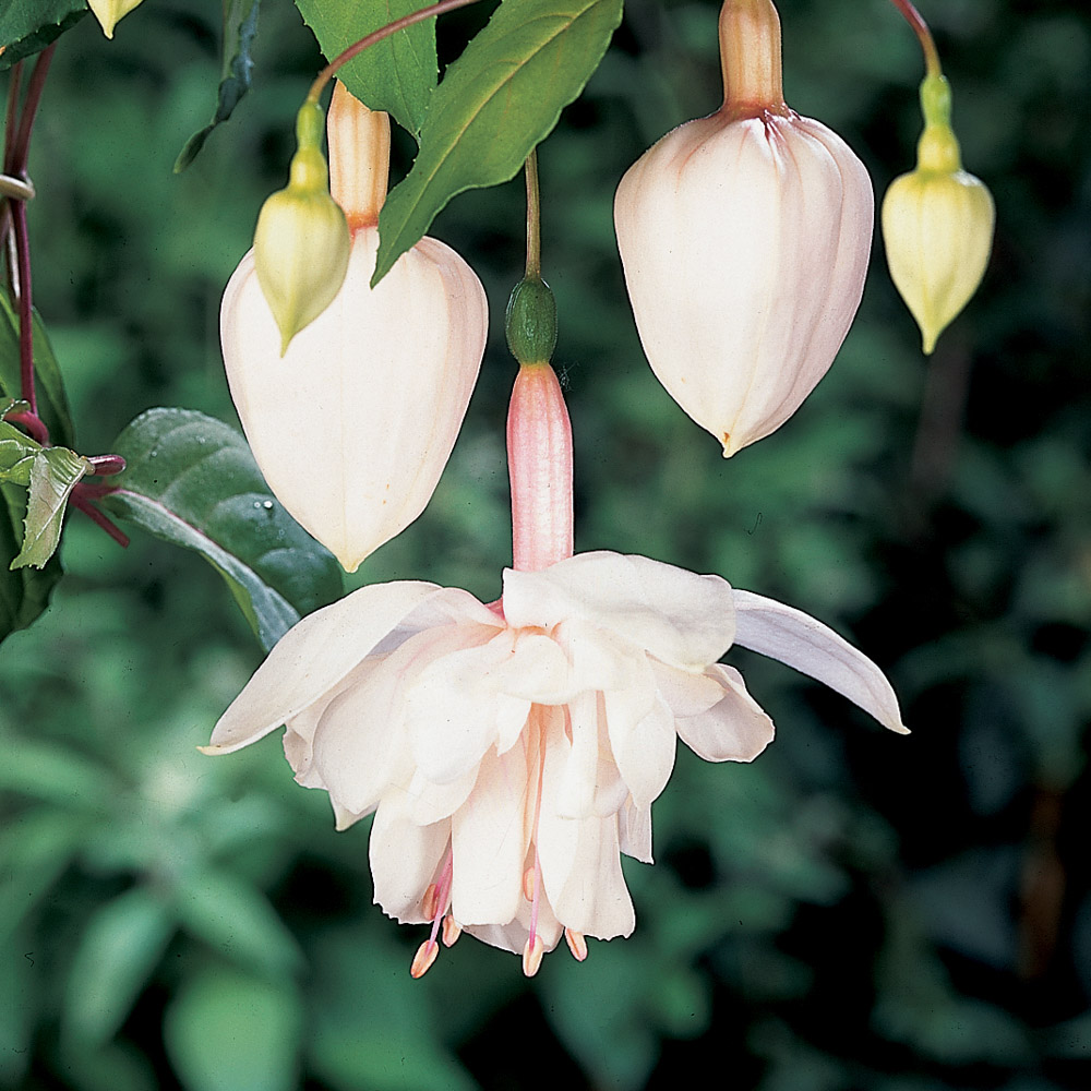 Фуксия pink marshmallow фото