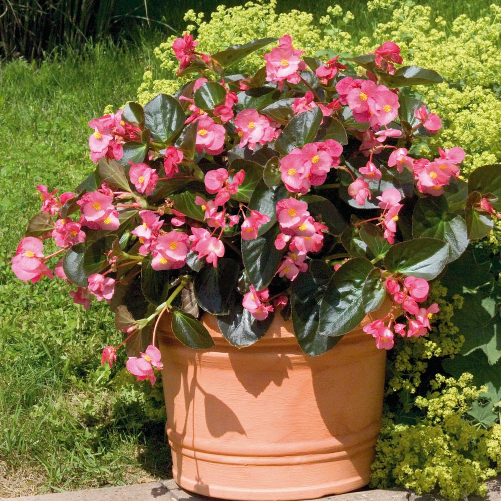 Begonia Big Rose Bronze Leaf - Beekenkamp Plants