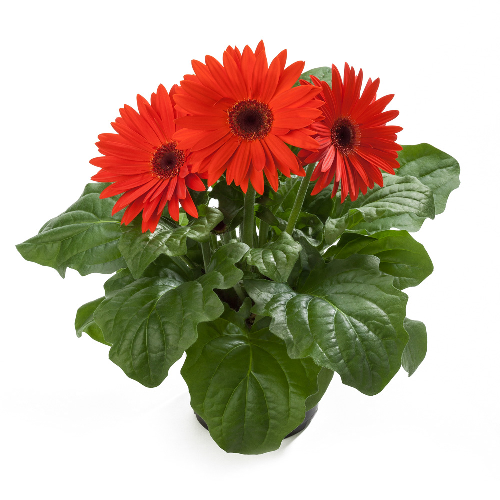 Gerbera Royal Orange Scarlet - Beekenkamp Plants