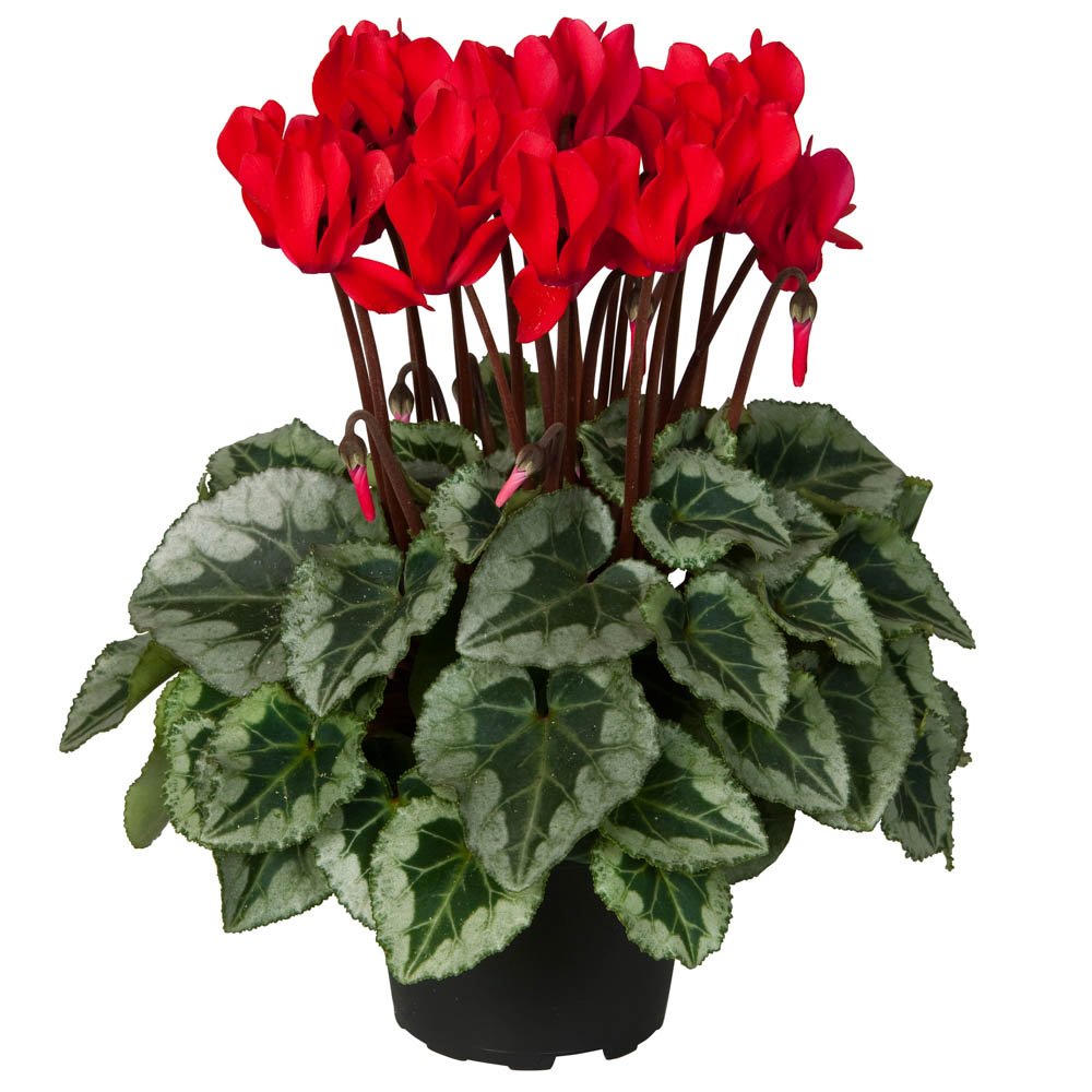 Cyclamen Super Serie Picasso Red - Beekenkamp Plants