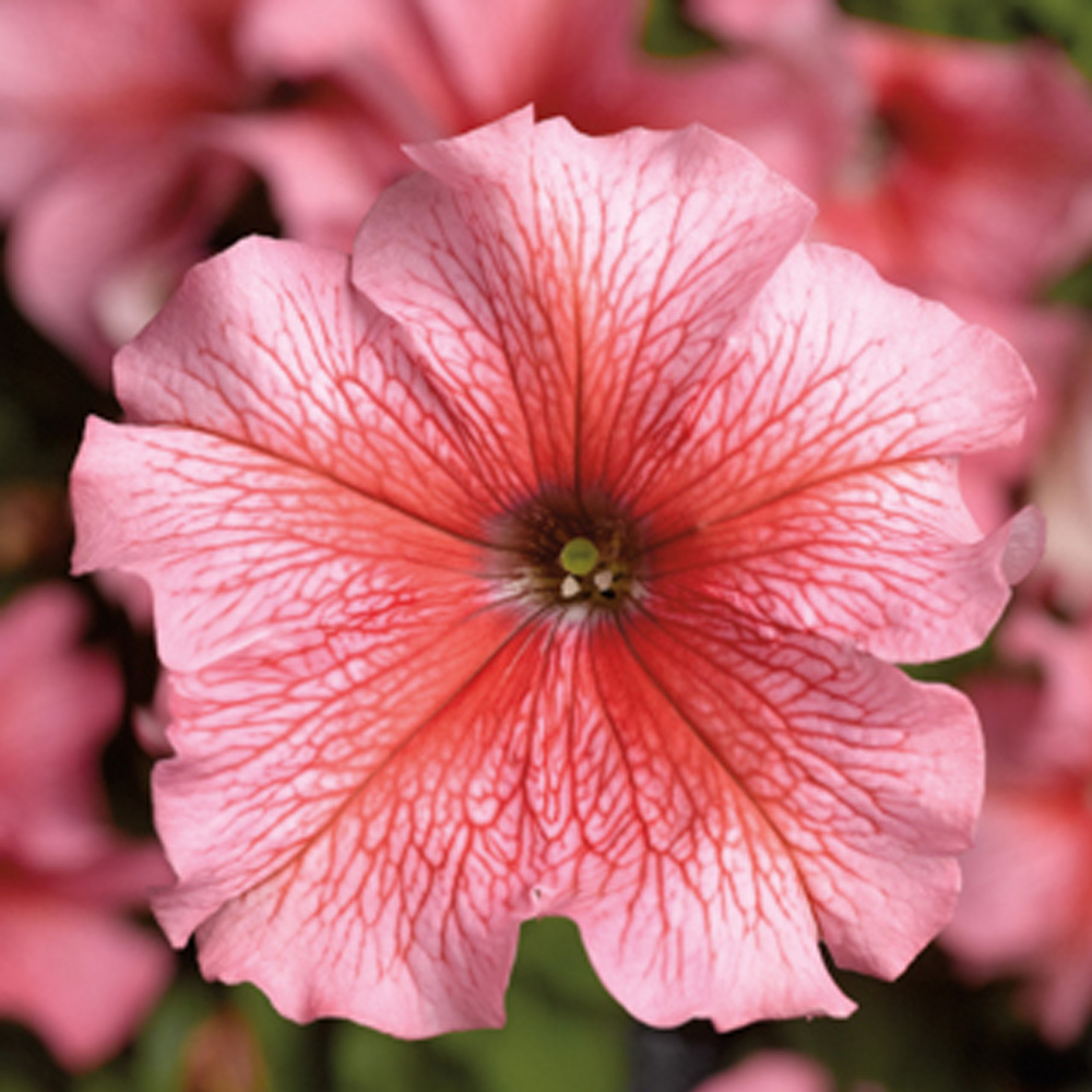 Petunia Tritunia® Salmon Veined - Beekenkamp Plants