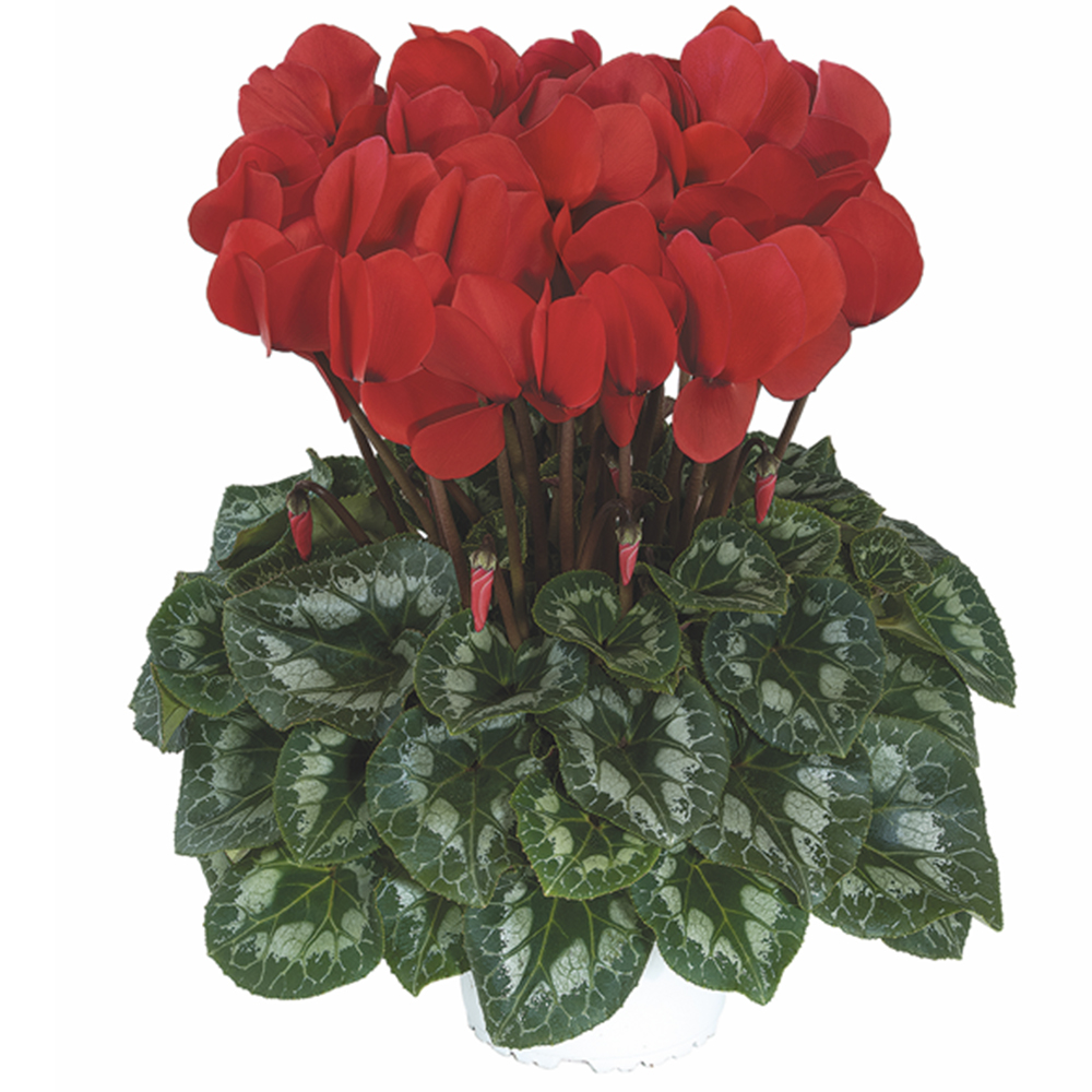 Cyclamen Halios® HD Rouge Rebelle 2016 - Beekenkamp Plants