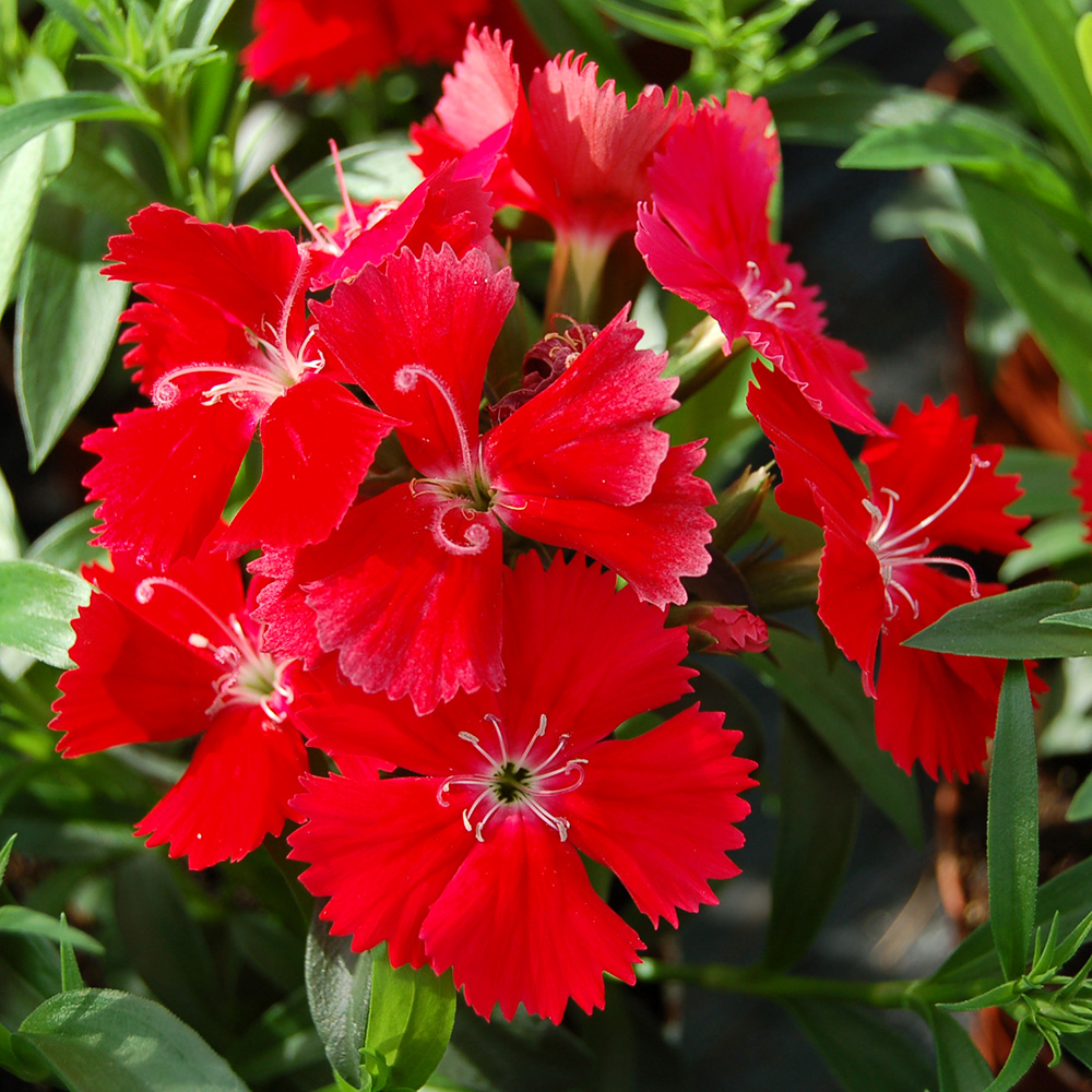 Dianthus Chiba Scarlet - Beekenkamp Plants