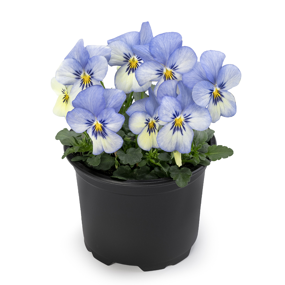 Viola Petit Blue Picotee - Beekenkamp Plants