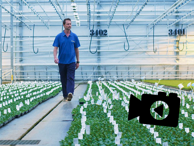 Beekenkamp Plants launches the new corporate film for Ornamentals!