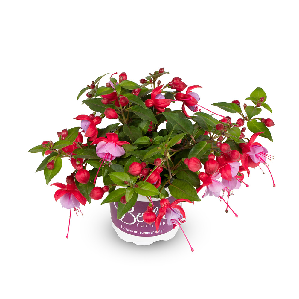 Bella fuchsia soila фуксия фото описание