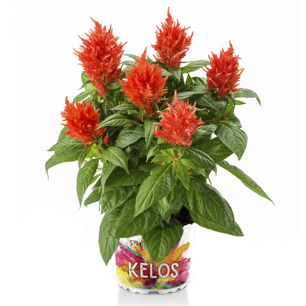 Celosia Kelos Fire Orange Beekenkamp Plants