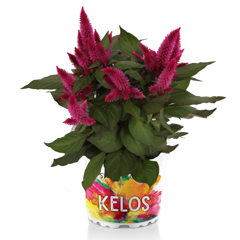 Celosia Kelos Atomic Neon Pink Beekenkamp Plants