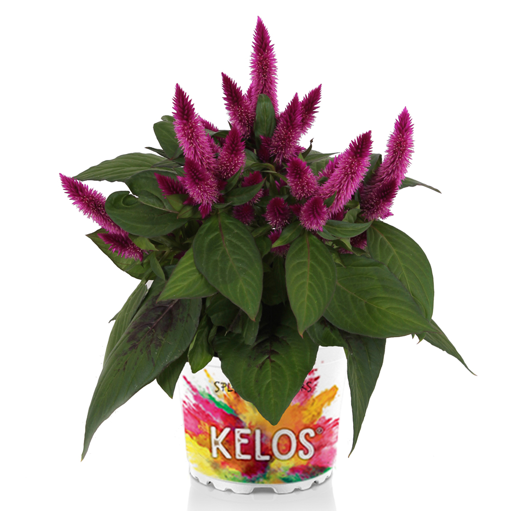 Celosia Kelos Atomic Violet Beekenkamp Plants