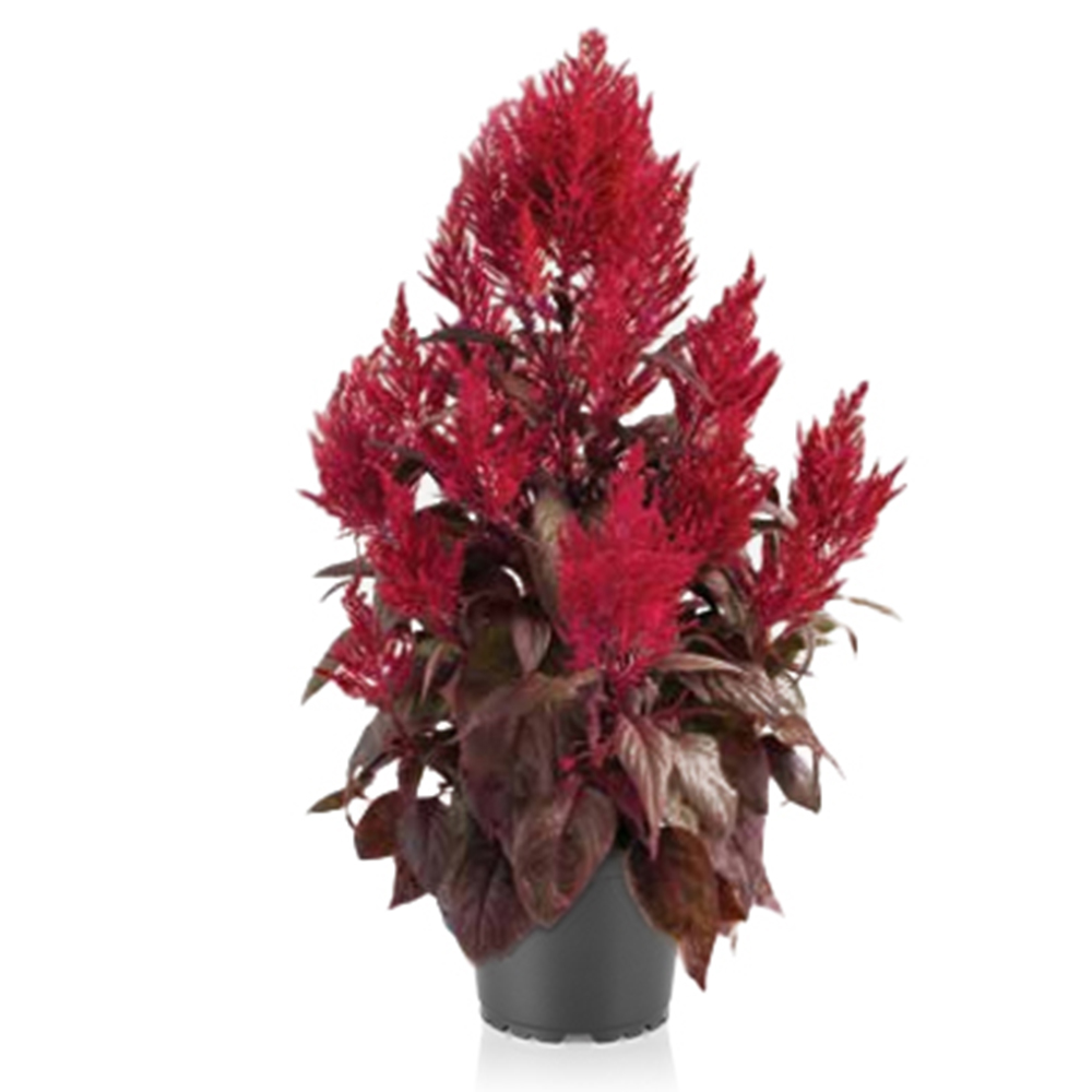 Celosia Dragon S Breath Red Beekenkamp Plants