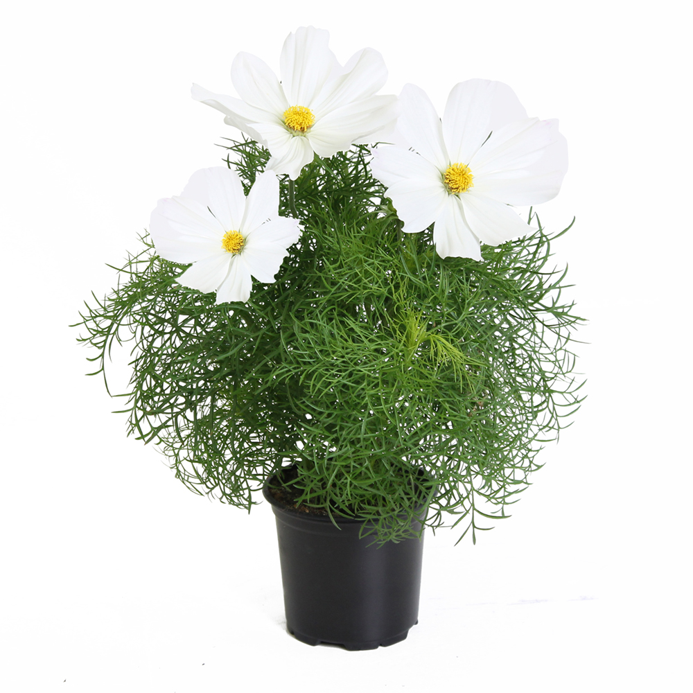 Cosmos Sonata White Beekenkamp Plants