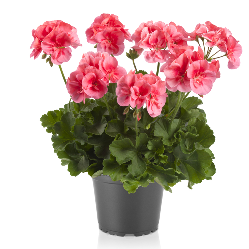 Pelargonium Two In One Pac Peach Beekenkamp Plants