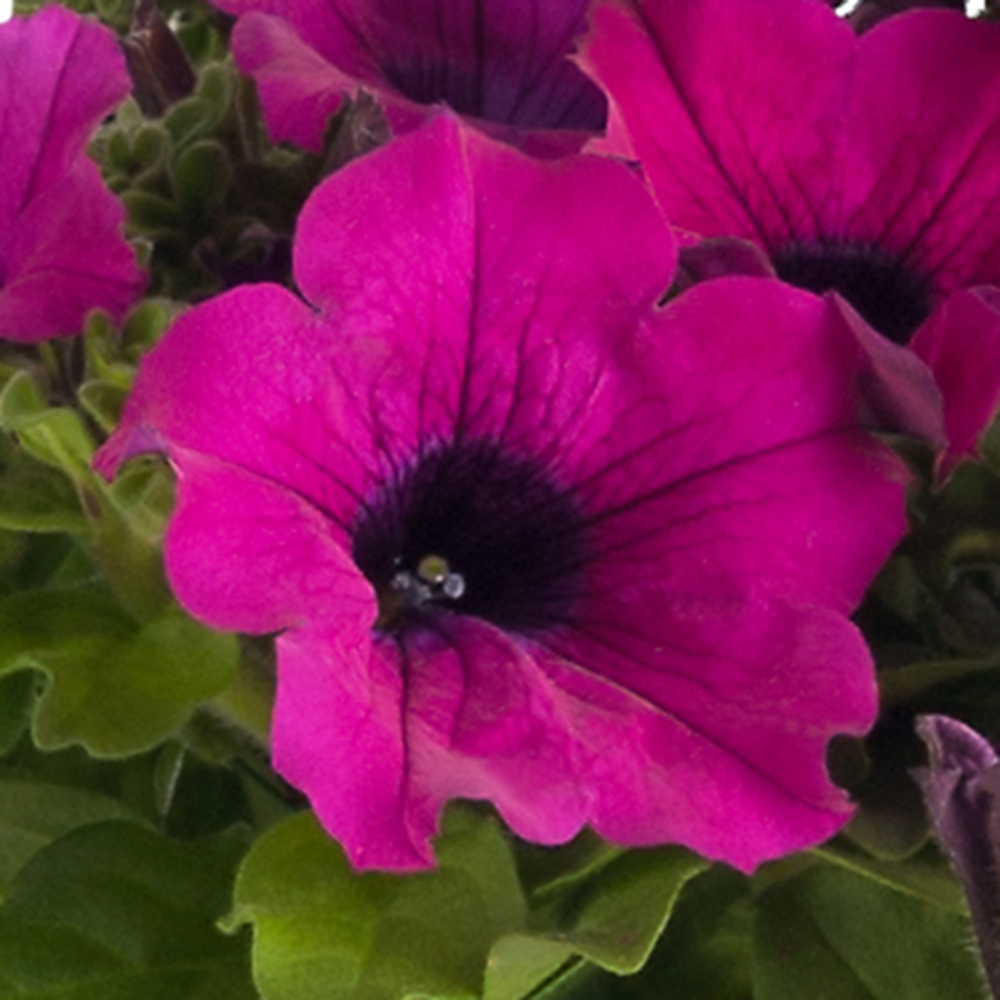 Petunia Surfinia® Classic Purple℗ - Beekenkamp Plants