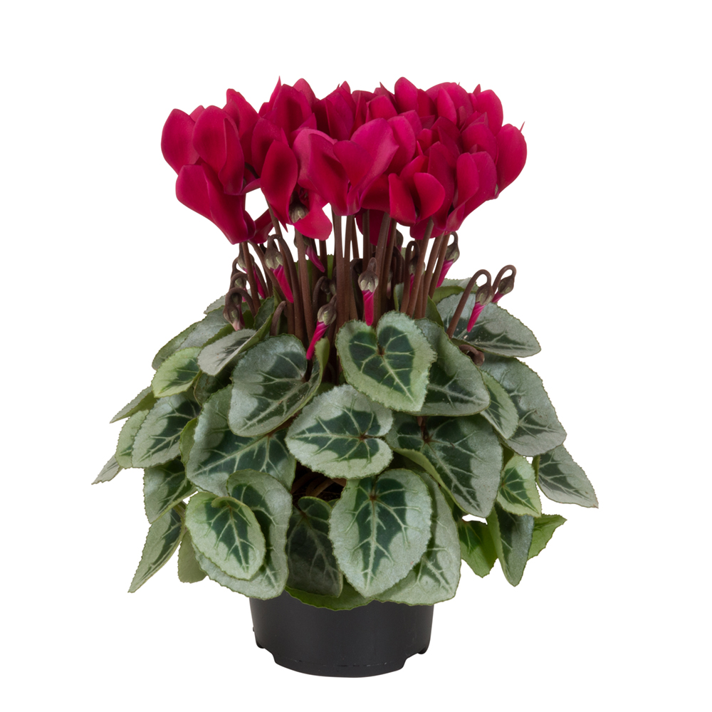 Cyclamen Super Serie Picasso Wine Red - Beekenkamp Plants