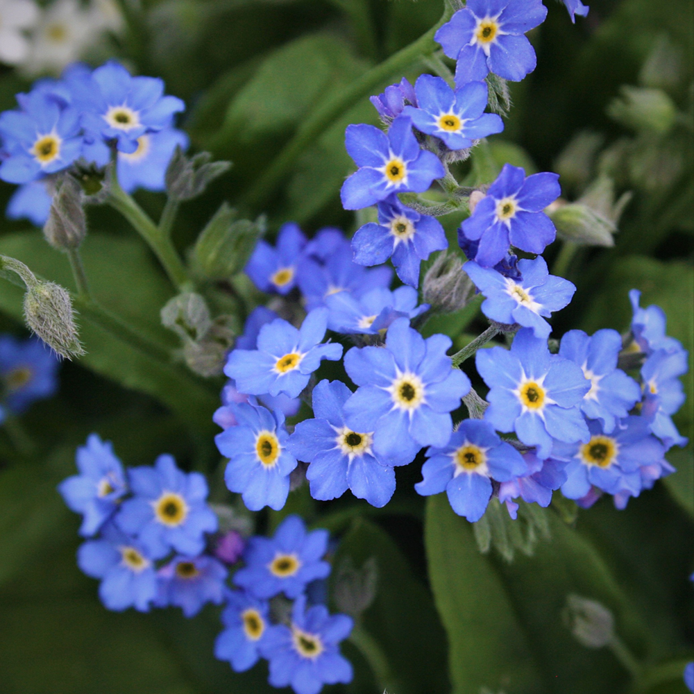 Myosotis Bellamy Blue Beekenkamp Plants