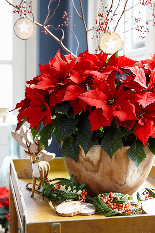 poinsettia superstar kayla in een pot in een huiselijke setting