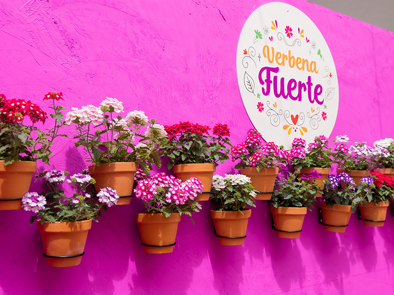 Beekenkamp Plants introduces Verbena Fuerte, a serie full of passion, inspiration and vibrant colors.