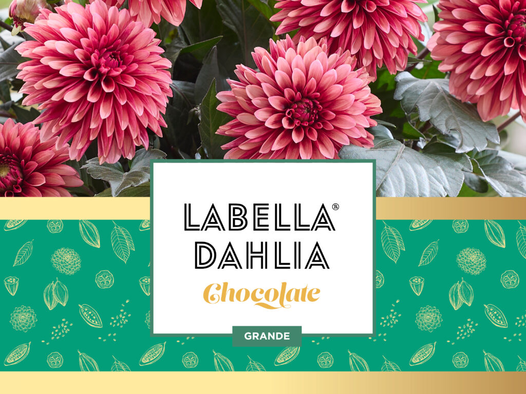 beekenkamp plants introduceert labella dahlia grande chocolate