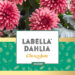 Beekenkamp Plants presenteert tijdens IPM ESSEN de nieuwste noviteit LaBella Dahlia Grande Chocolate!